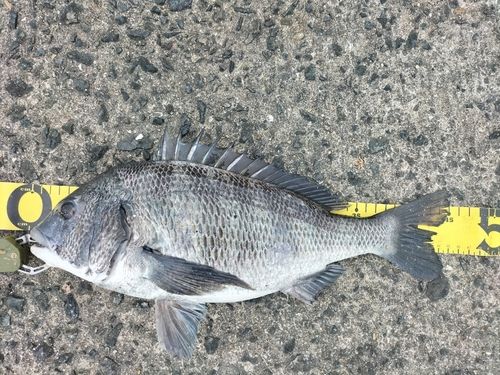 チヌの釣果