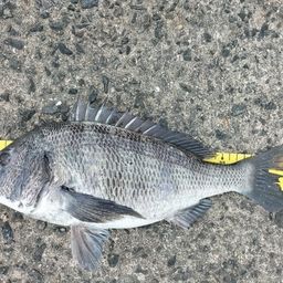 チヌ