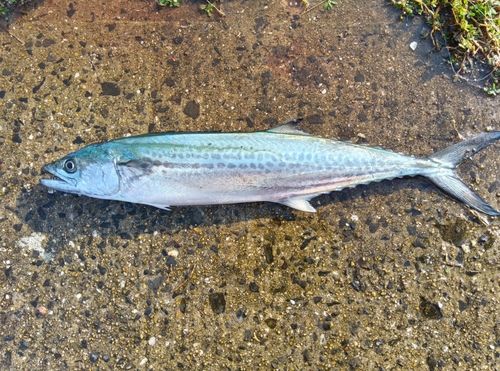サゴシの釣果