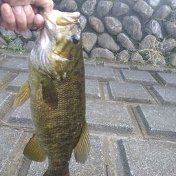 スモールマウスバス