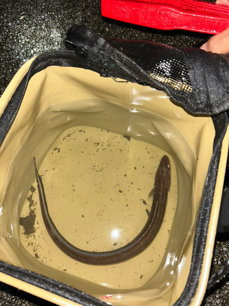 アナゴ