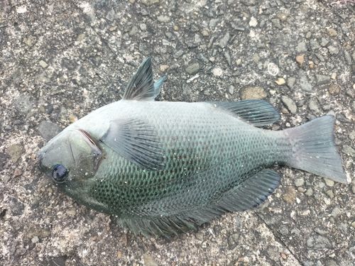 グレの釣果