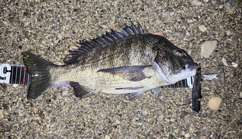 クロダイの釣果