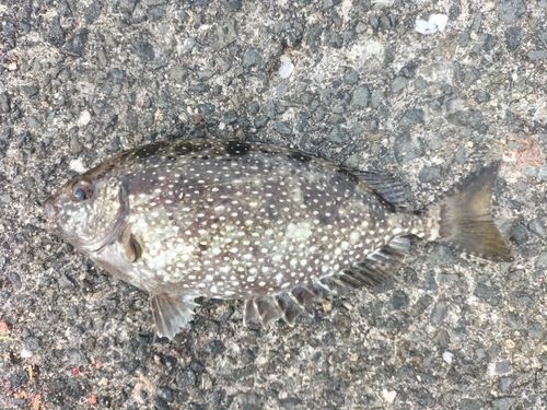 アイゴの釣果