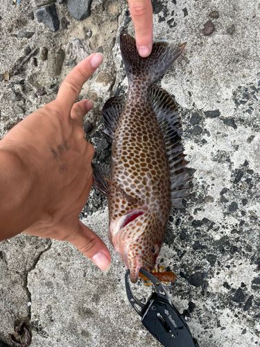 オオモンハタの釣果