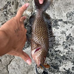 オオモンハタ