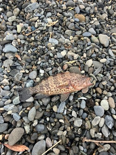 オオモンハタの釣果