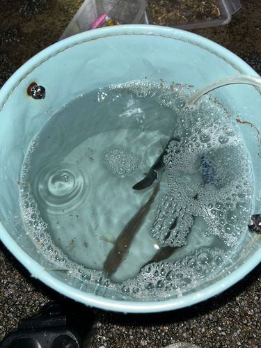セイゴ（ヒラスズキ）の釣果