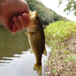 ラージマウスバス