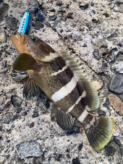 アオハタの釣果