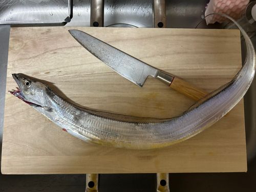 タチウオの釣果