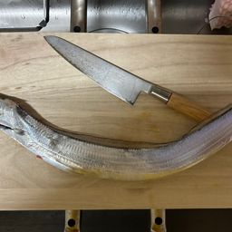 タチウオ