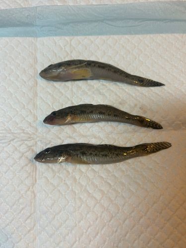 ハゼの釣果