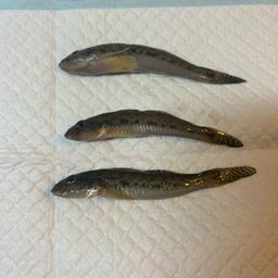 ハゼ
