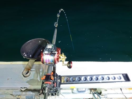 ワラサの釣果