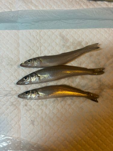 キスの釣果