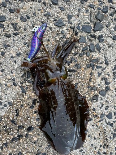 アオリイカの釣果