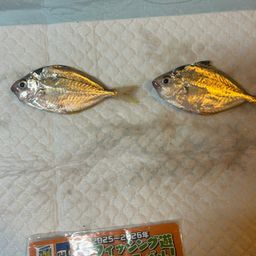 ヒイラギ