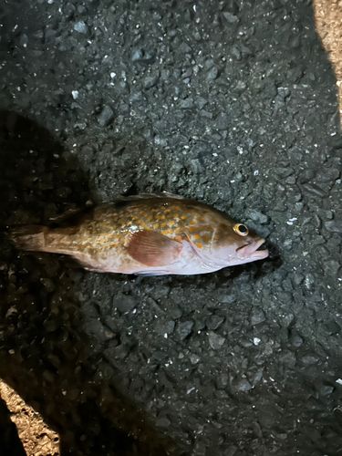 キジハタの釣果