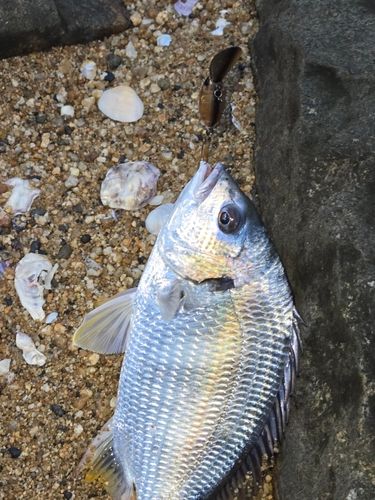 キビレの釣果