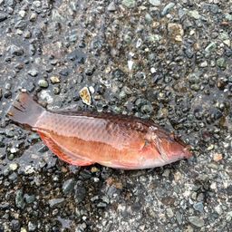 アカササノハベラ