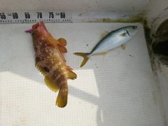 コゾクラの釣果