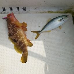 コゾクラ