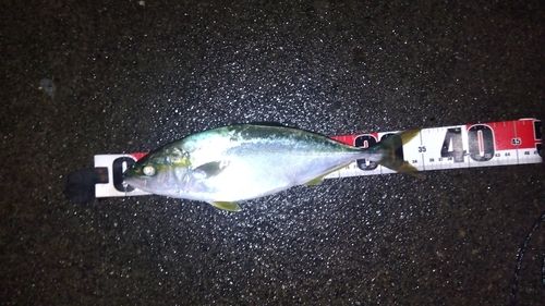 イナダの釣果