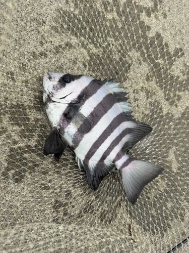 イシダイの釣果