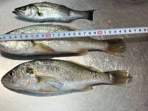 イシモチの釣果