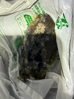 コウイカの釣果