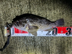 クロソイの釣果