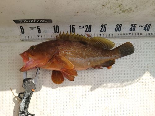 キジハタの釣果
