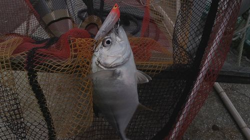メッキの釣果