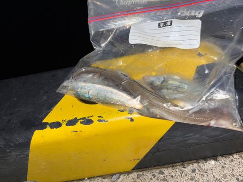 アナゴの釣果