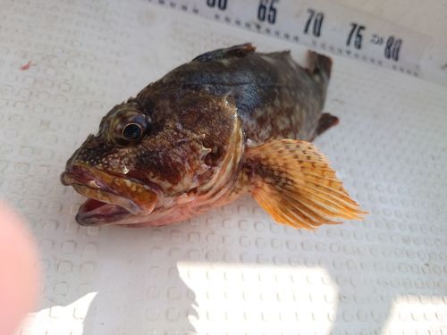 カサゴの釣果