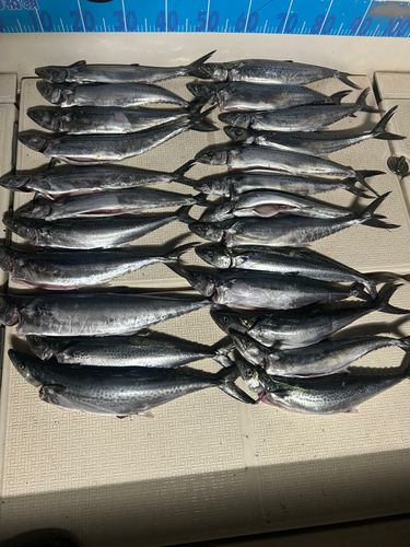 サゴシの釣果