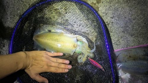 アオリイカの釣果