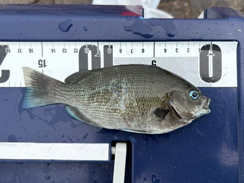 メジナの釣果