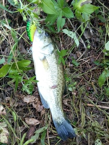 ラージマウスバスの釣果