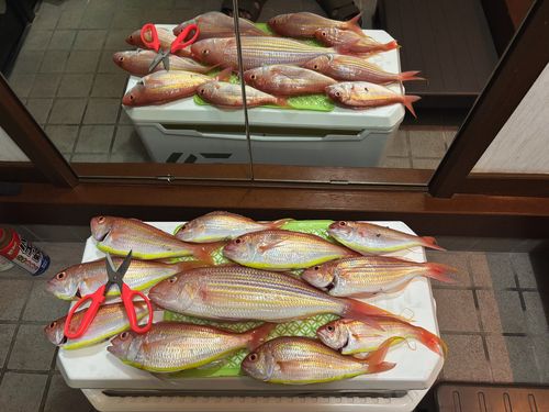 イトヨリダイの釣果