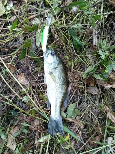 ラージマウスバスの釣果