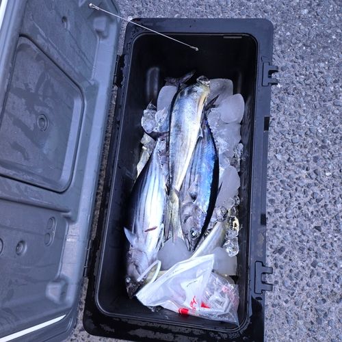 カツオの釣果