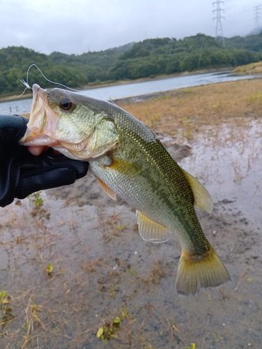 前川ダム