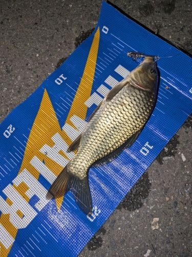 コイの釣果