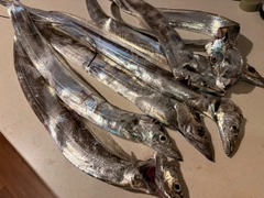 タチウオの釣果