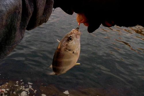 メッキの釣果