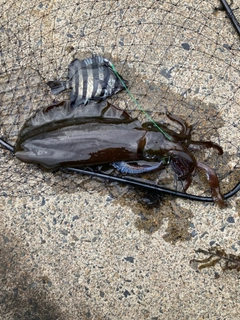 アオリイカの釣果