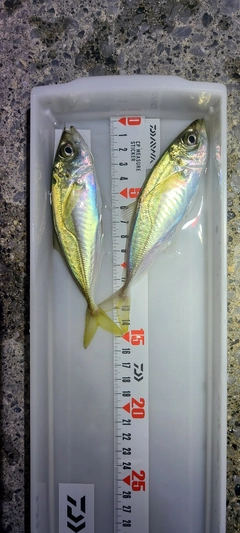 アジの釣果