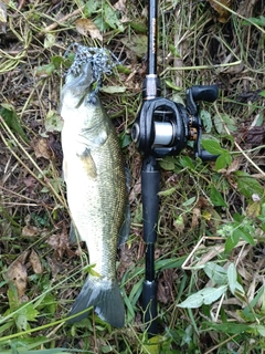 ラージマウスバスの釣果